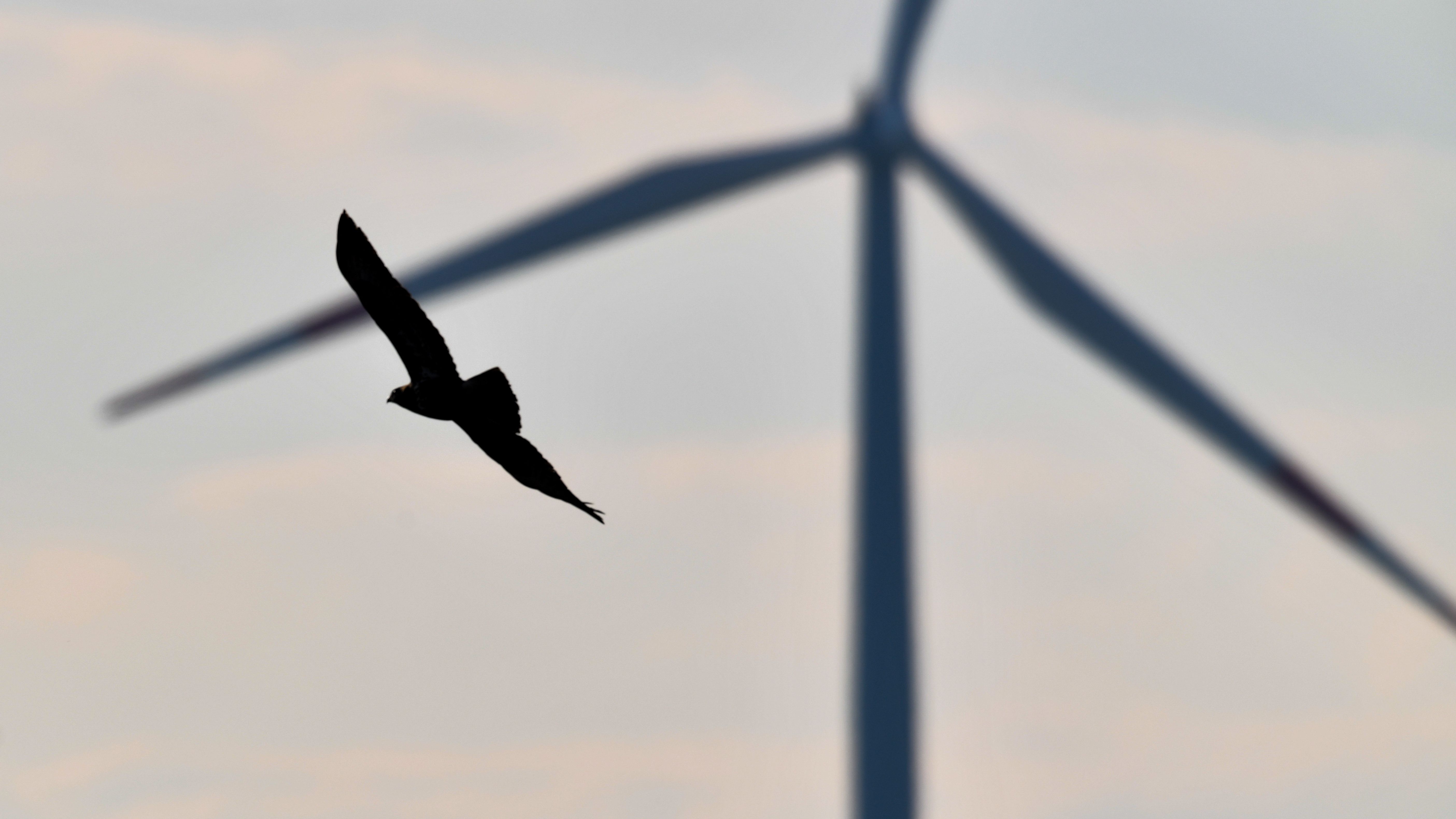 Kritik an der Windkraft: Wie umweltschädlich sind Windräder? - Vimarsana News
