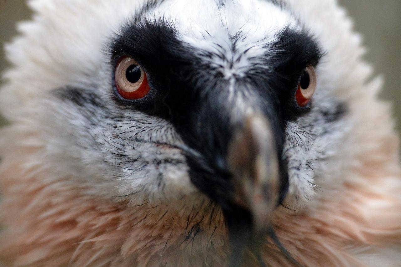In Bayern sollen wieder Bartgeier heimisch werden.