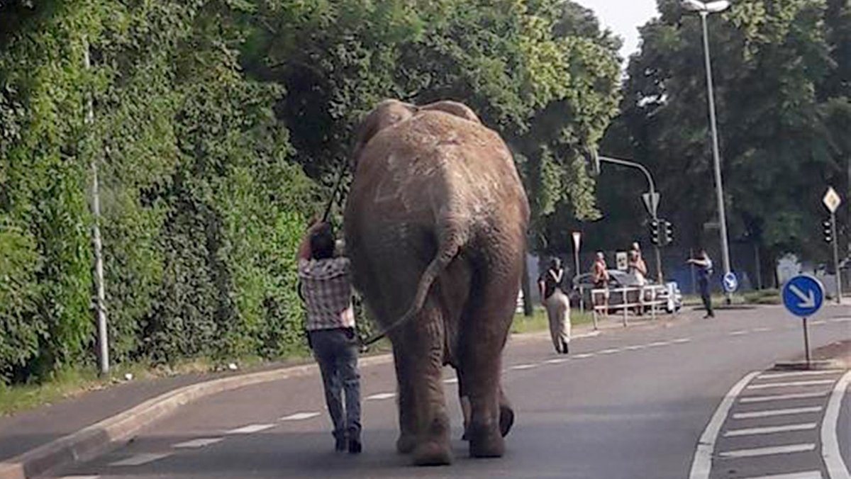 Elefant bricht aus Zirkus aus und spaziert durch die Stadt