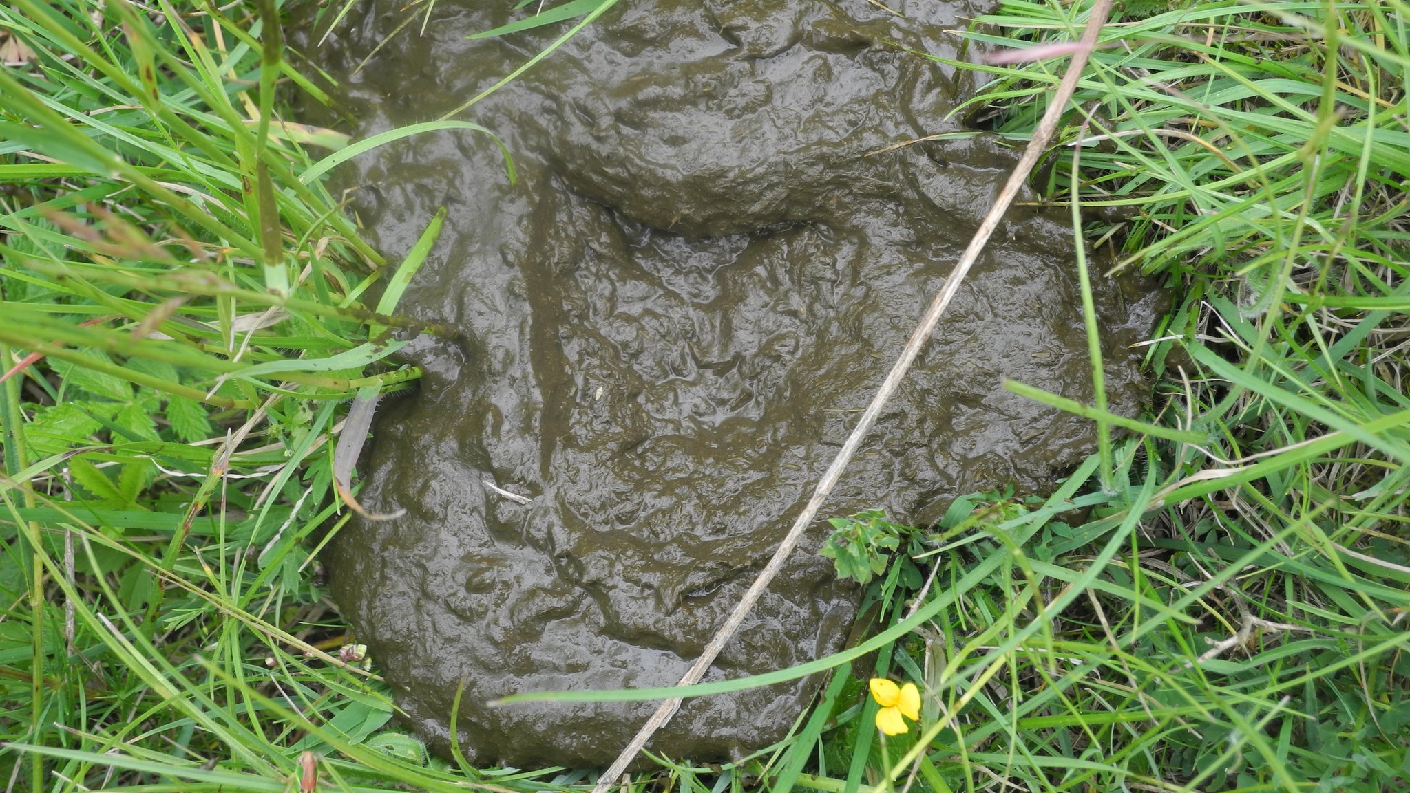 Öko-Hotspot Kuhfladen: Weiderinder als Naturschützer