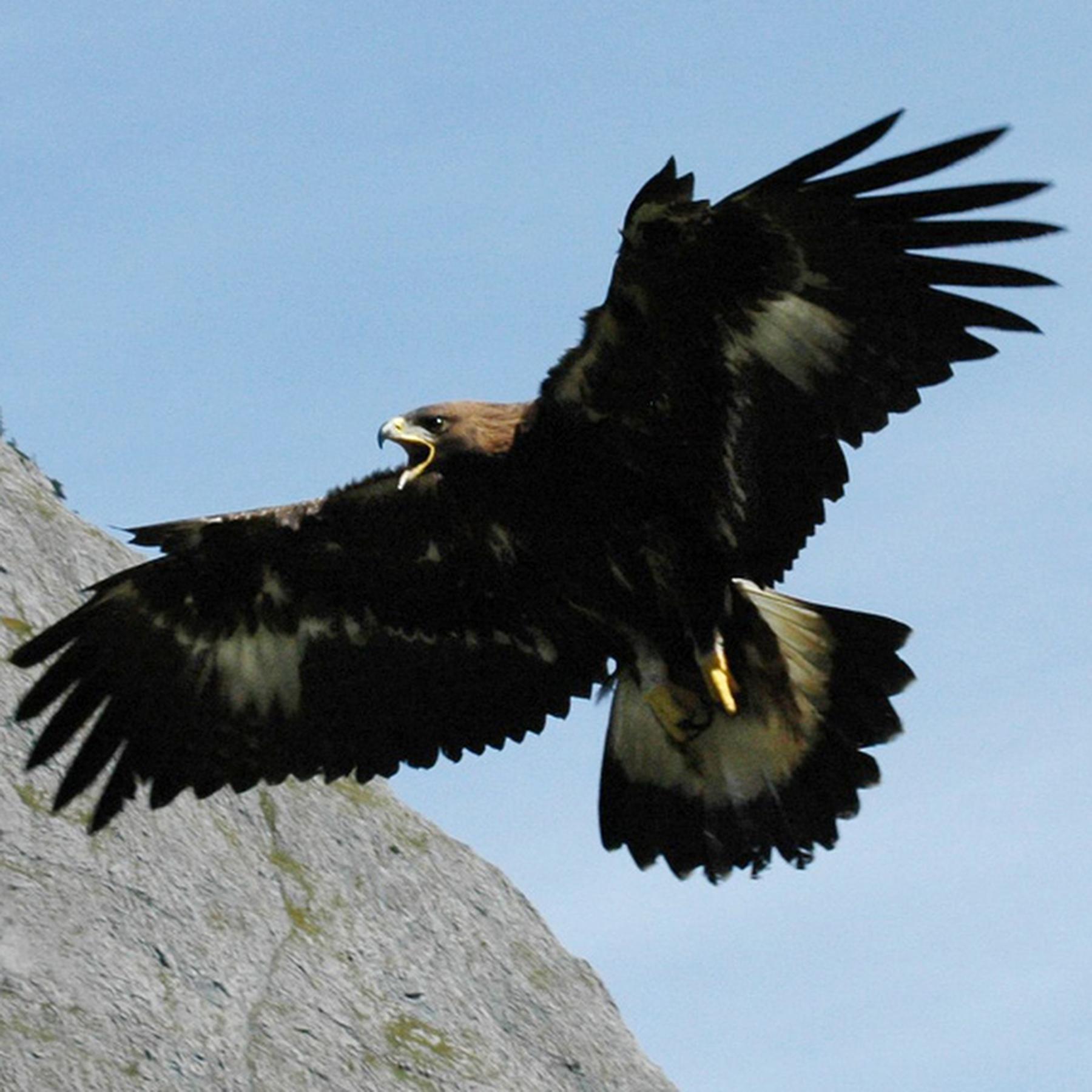 Alexander Römer: Wie geht es dem Steinadler?