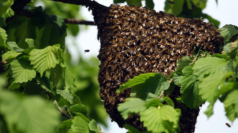 Die meisten Wildbienenvölker überleben nicht allzu lange im Wald - was unter anderem am Nahrungsmangel liegt.