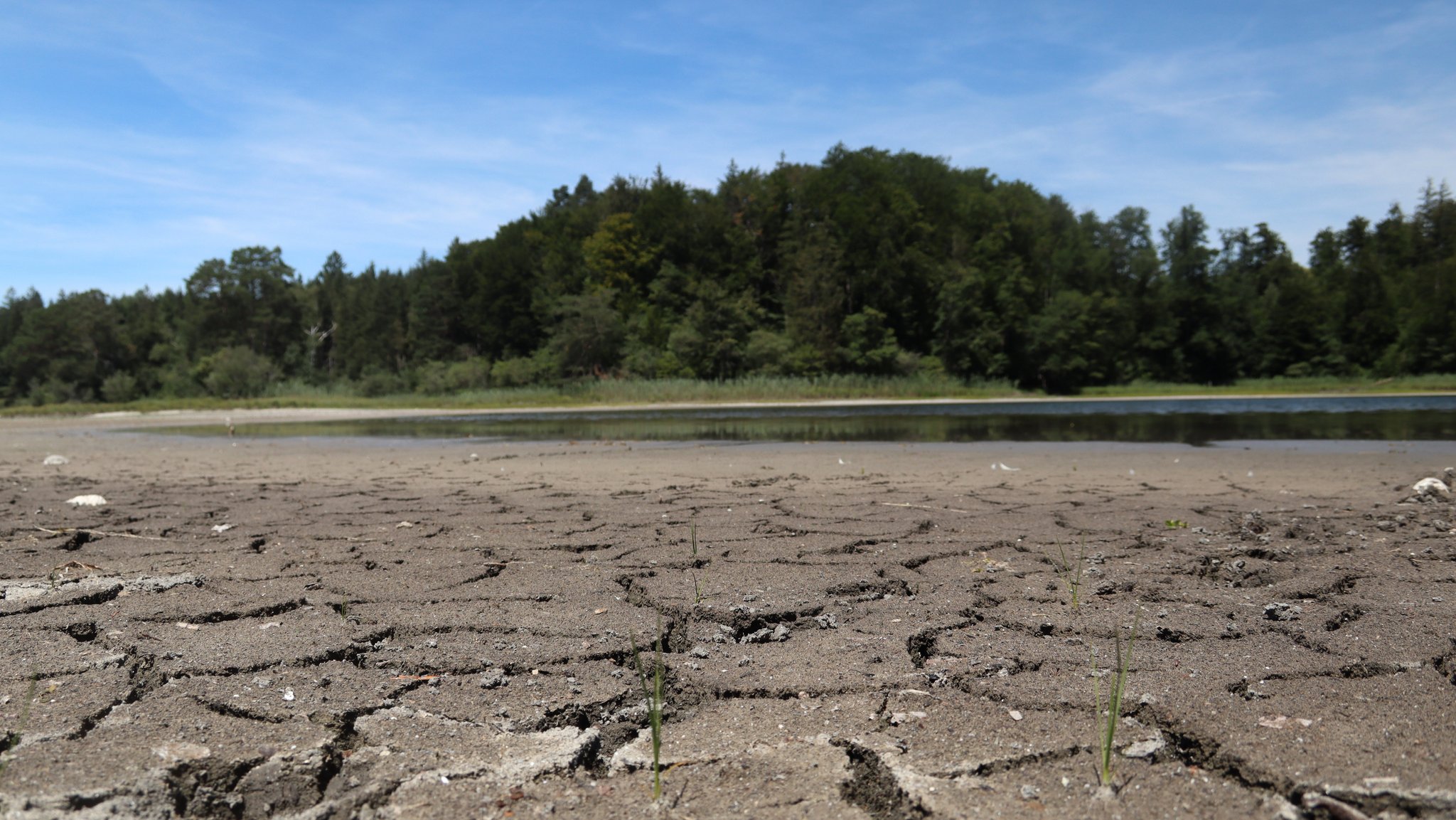 Der Klimawandel setzt bayerischen Gewässern zu, etwa dem Frechensee bei Seeshaupt, der immer wieder unter Trockenheit leidet (Bild: 18.07.2022).