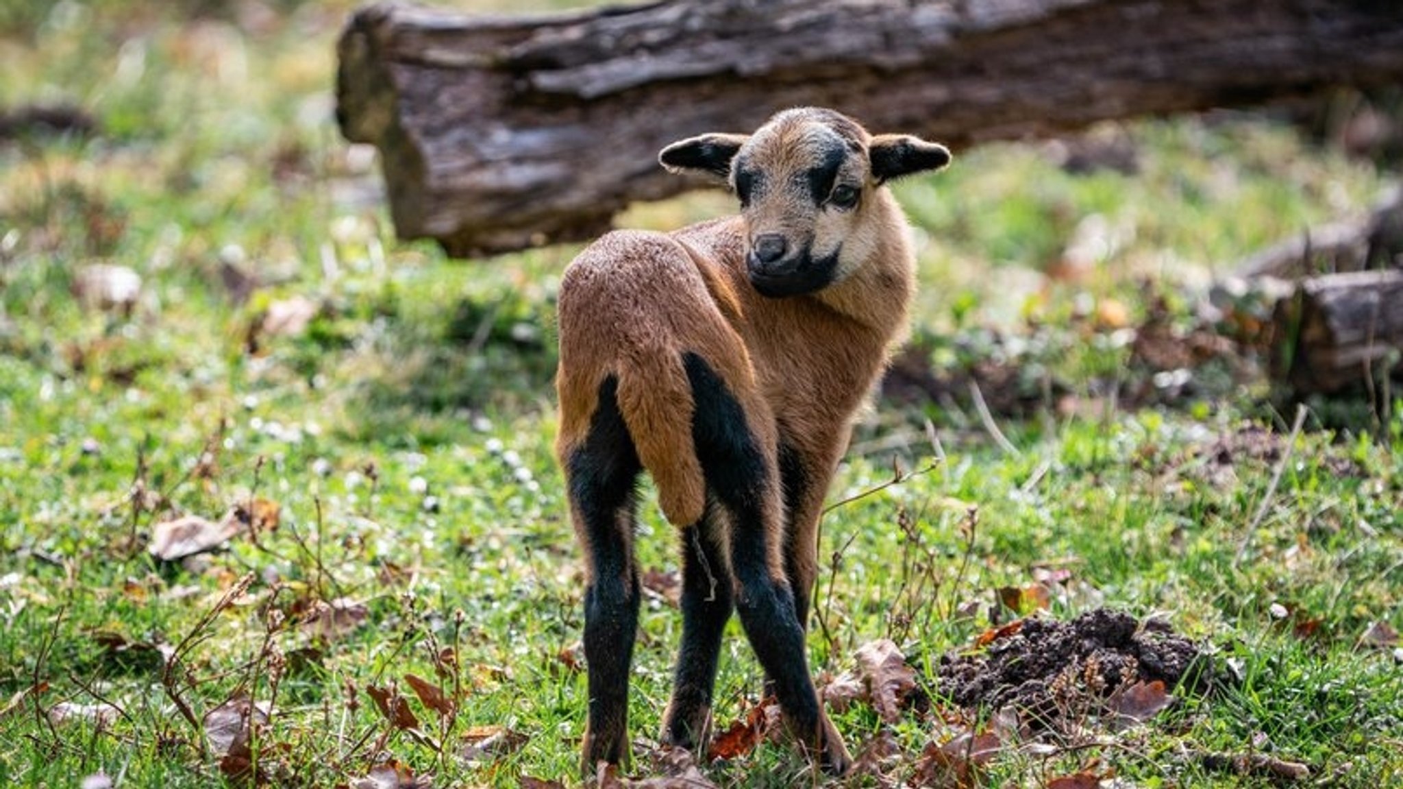 Kamerunschaf im Tiergarten Nürnberg