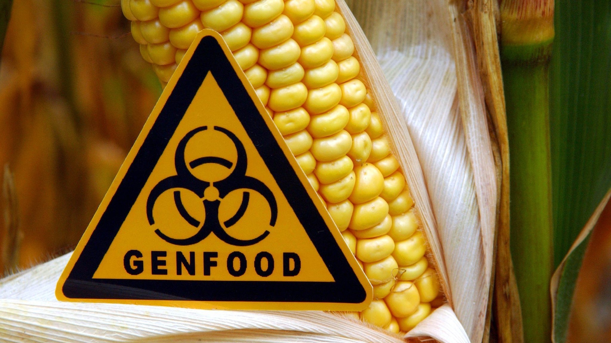 Symbolisch steht ein Schild mit der Aufschrift Genfood vor einem gentechnisch veränderten Maiskolben.