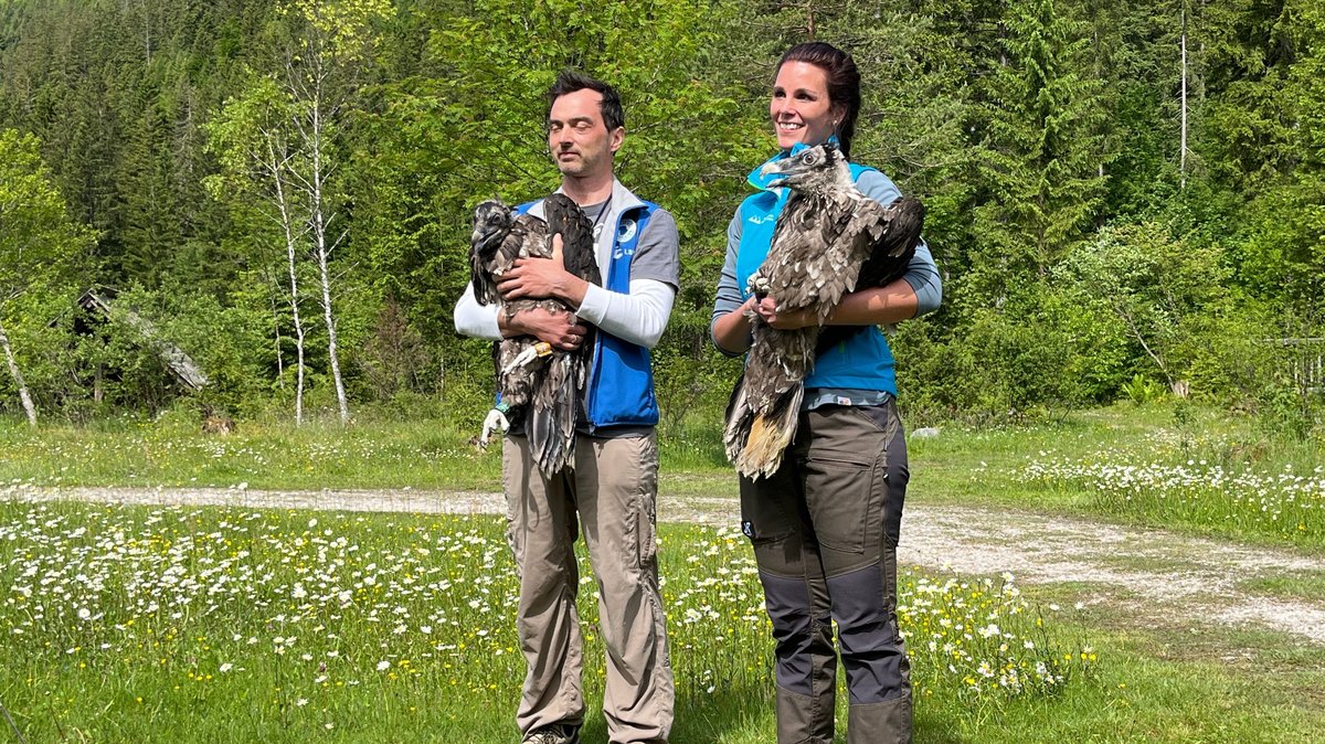 Die Vögel kurz vor der Auswilderung. David Schuhwerk vom LBV mit "Wiggerl" und Magdalena Deelmann von der Nationalparkverwaltung mit "Vinzenz".
