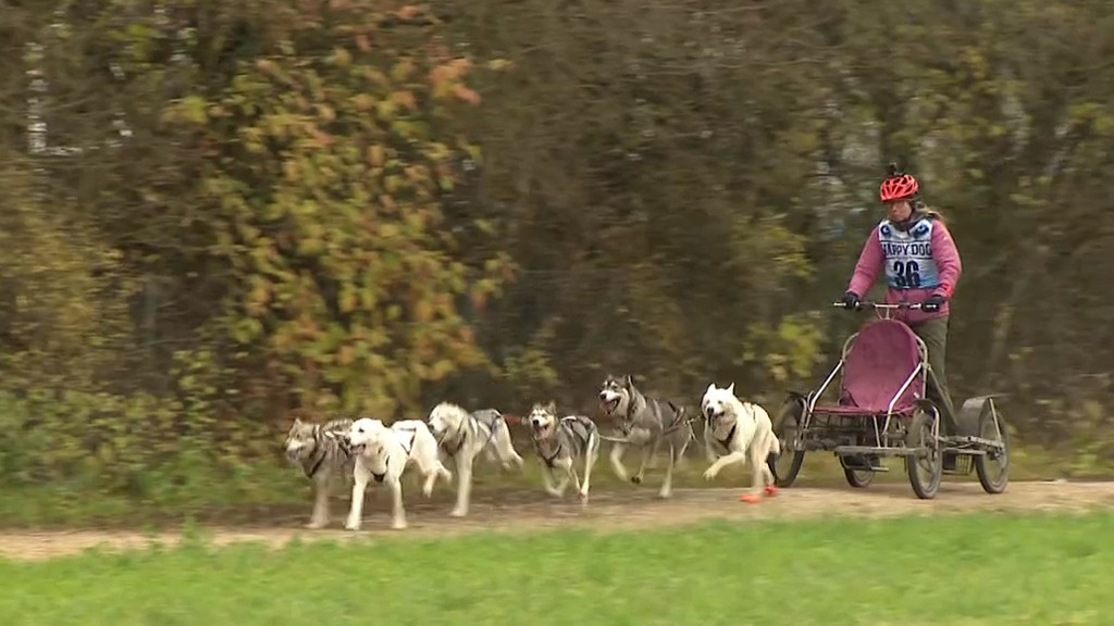 Schlittenhunde ziehen einen Rollwagen.