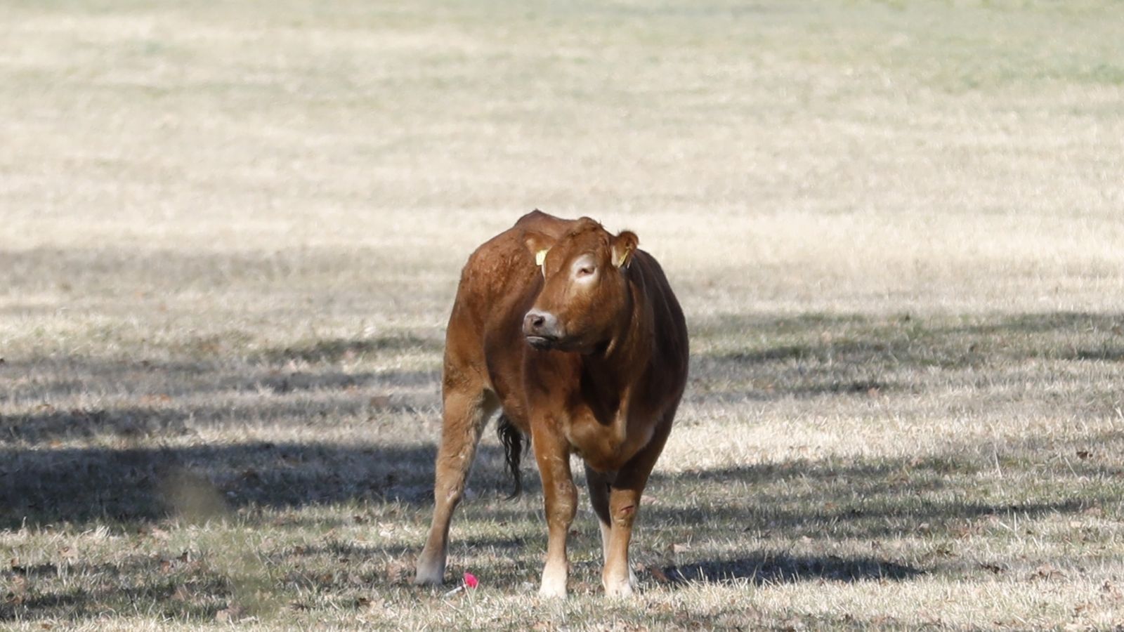 Kein Happy End: Polizei erschießt in Fürth ausgebüxtes Rind | BR24