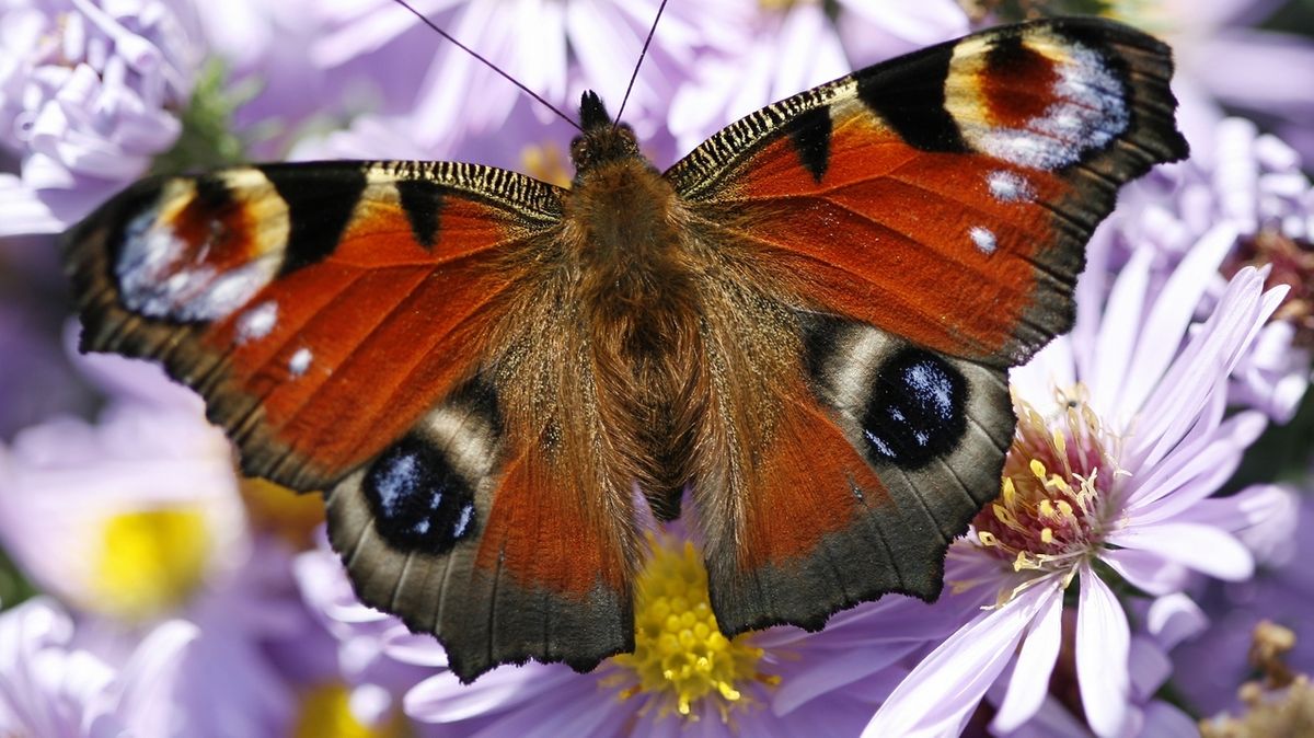 Insektensterben Viele Schmetterlinge Sind Gefahrdet Br24