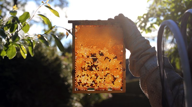 (Symbolbild) Die bayerischen Bienenvölker brachten heuer durchschnittlich 34,2 Kilogramm Honig ein | Bild: picture alliance / Caro | Sorge (Symbolbild) Die bayerischen Bienenvölker brachten heuer durchschnittlich 34,2 Kilogramm Honig ein