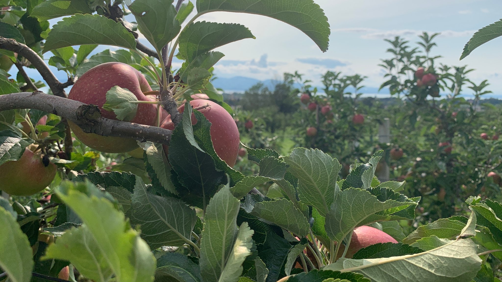 Apfelbäume am Bodensee