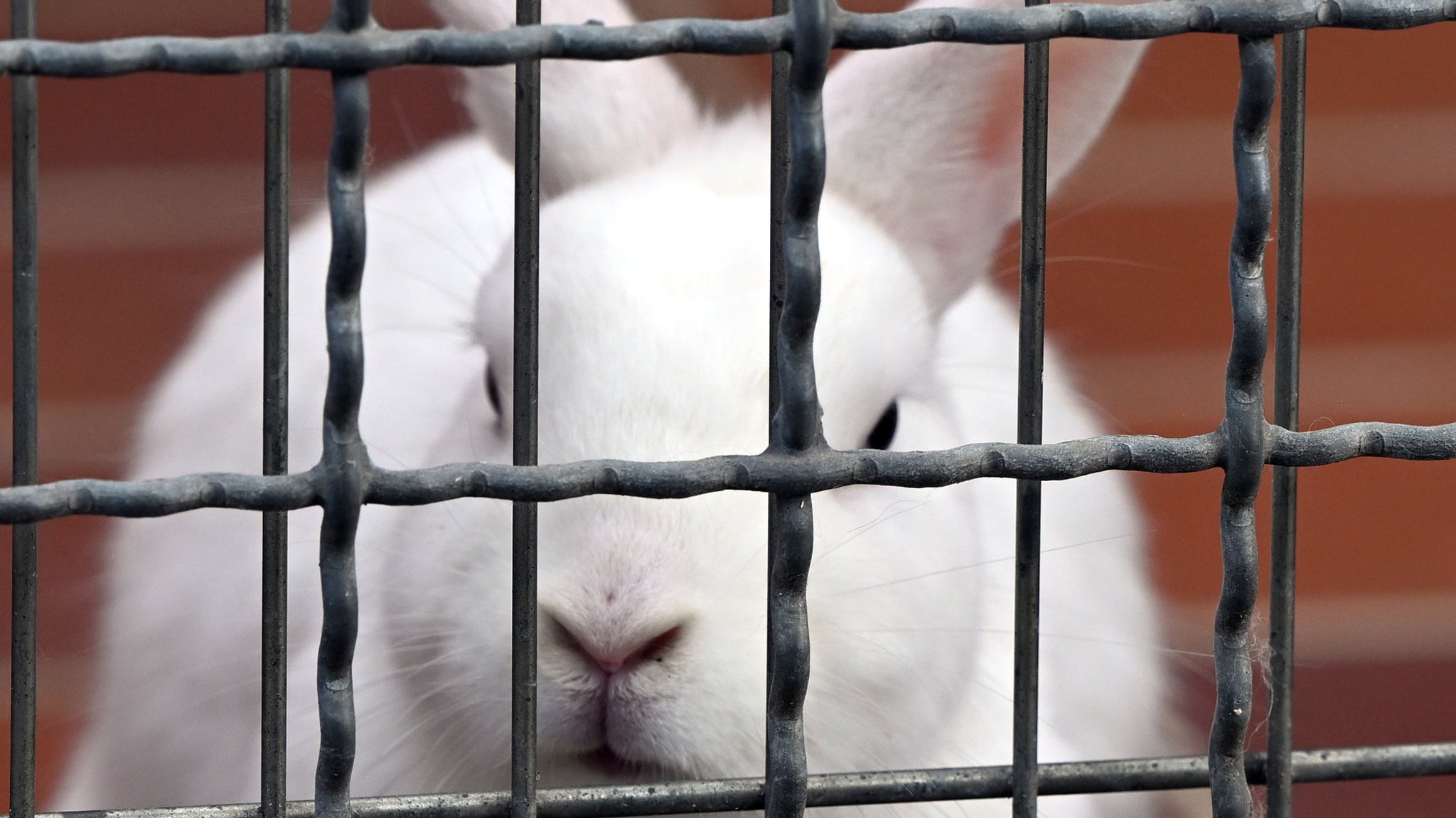 Tierquälerei-Vorwürfe gegen Staatsgut Kitzingen