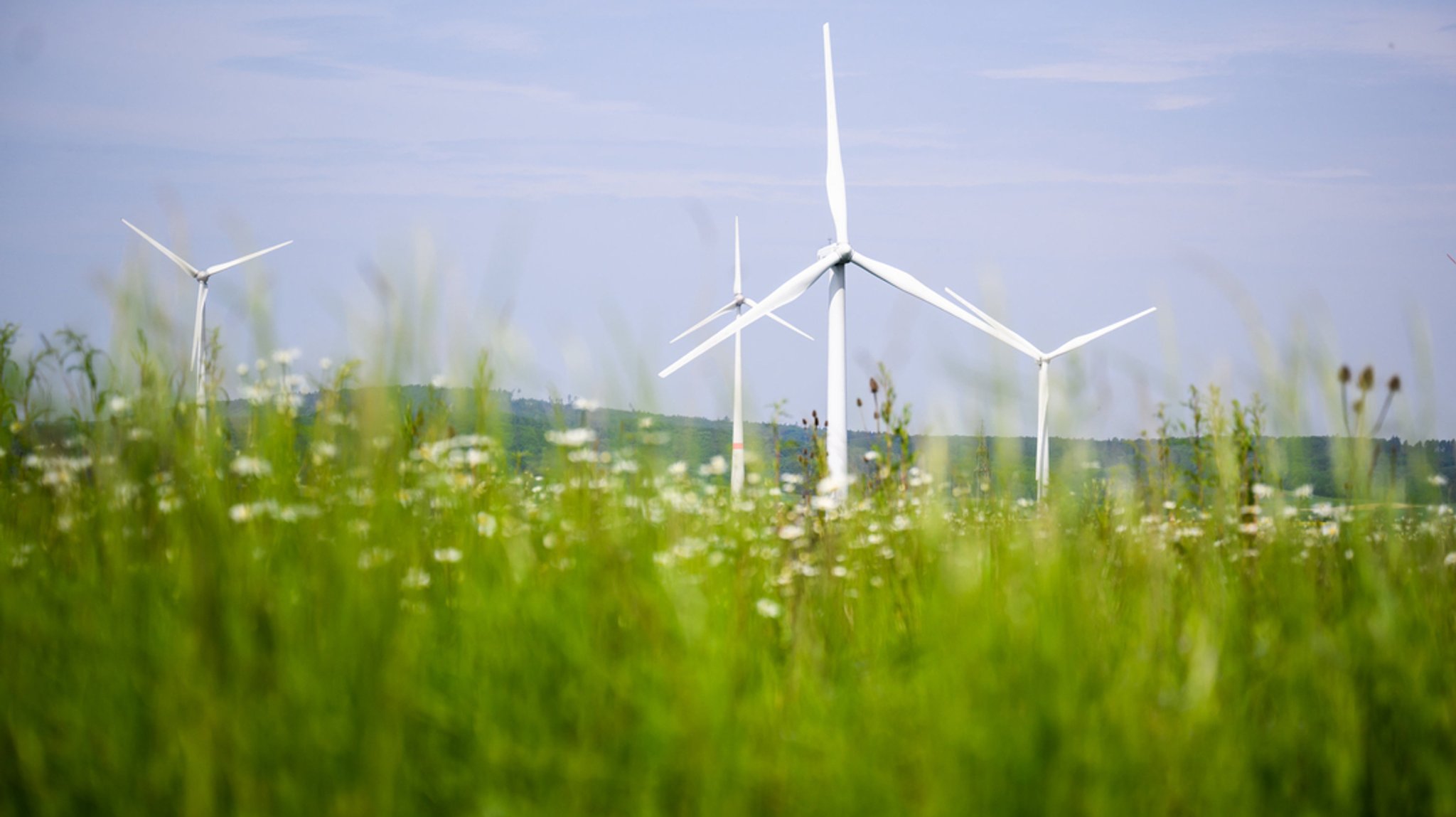 Auf einer grünen Wiese stehen mehrere Windräder