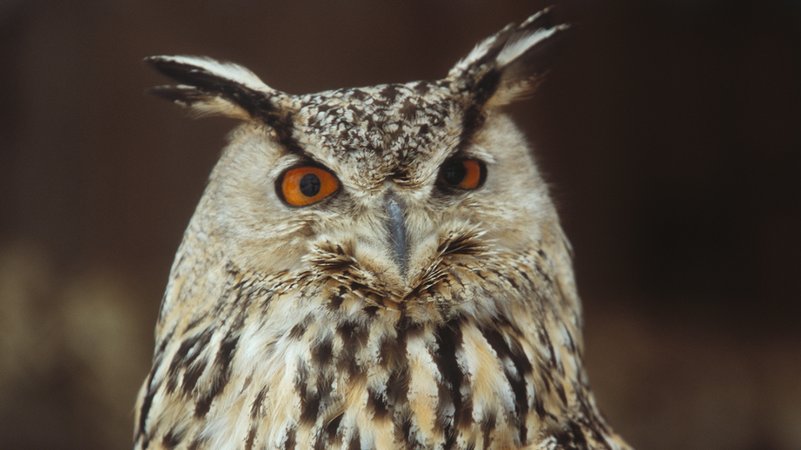 Uhu | Bild: MEV/Nill Karl-Heinz Uhu