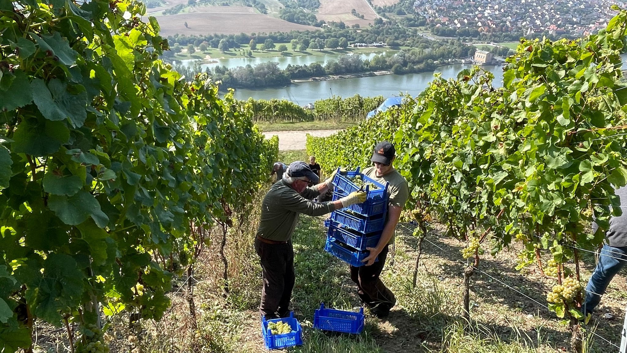 Lese im Weinberg: Für den Süßwein Aurum werden die Trauben wie rohe Eier behandelt, damit sie nicht zerdrückt werden.