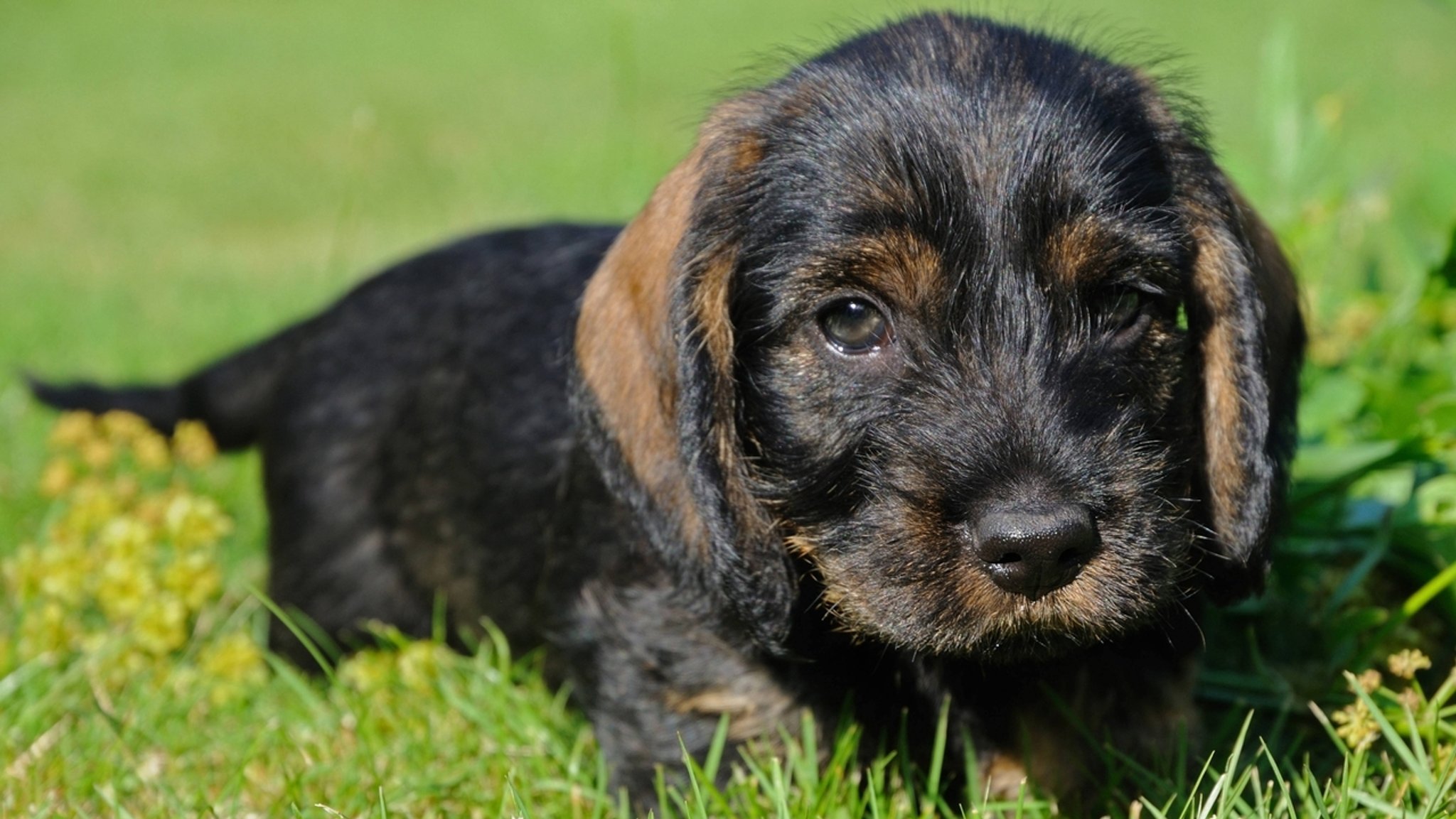 Hunde:  Alles über den besten Freund des Menschen