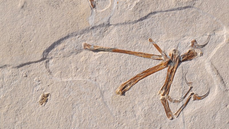 Fossile Überreste des Urvogels Alcmonavis poeschli