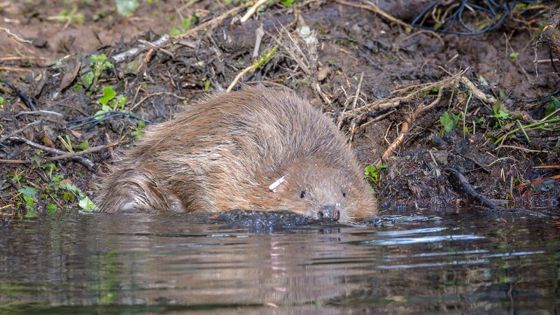 Symbolfoto: Ein europäischer Biber im Südwesten Englands. | Bild: picture alliance / empics | Ben Birchall Symbolfoto: Ein europäischer Biber im Südwesten Englands.