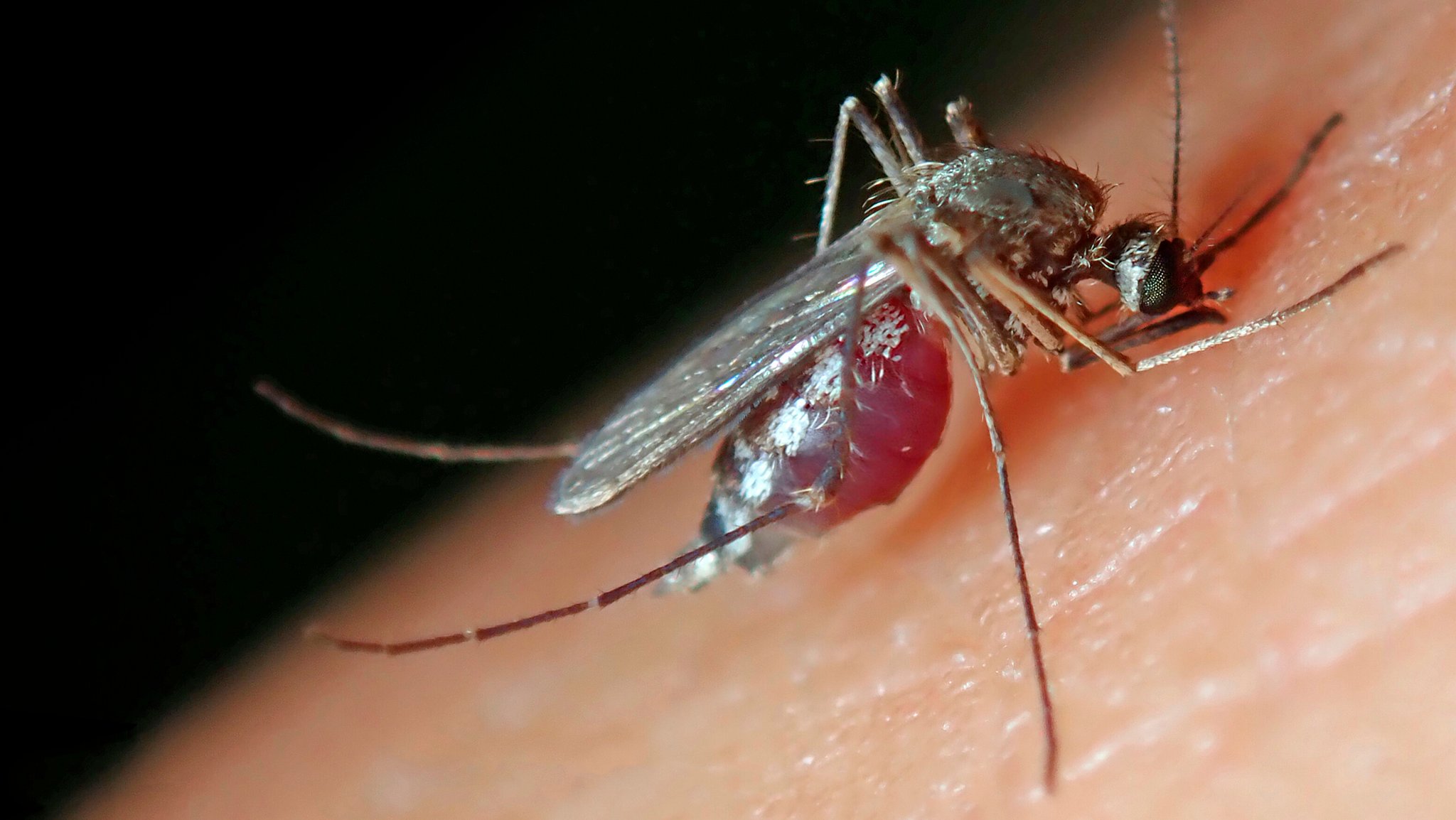 West-Nil-Virus in Europa: Was Urlauber jetzt wissen sollten