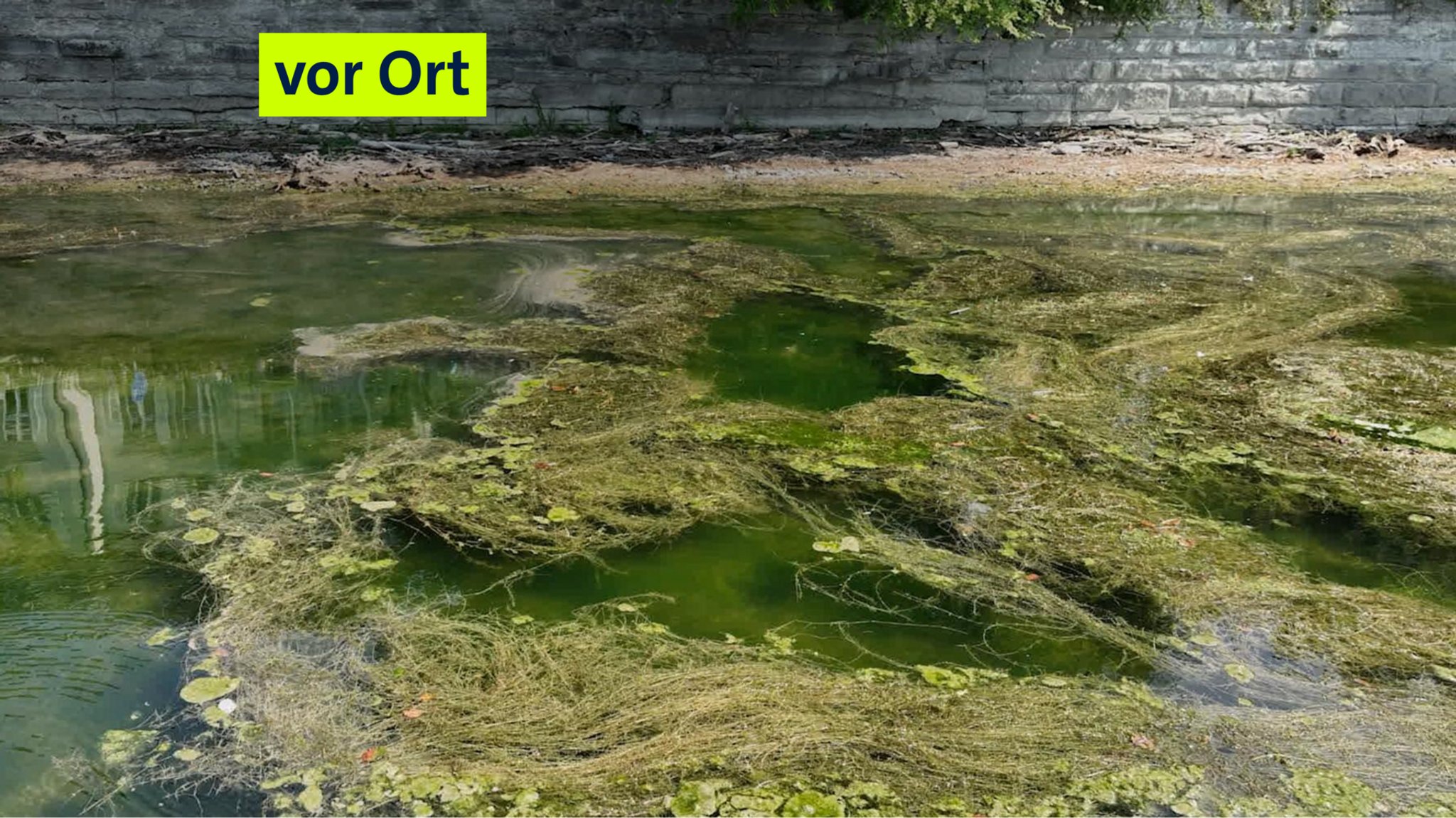 Bodensee im Hitzesommer: Wasserstand fällt jeden Tag weiter