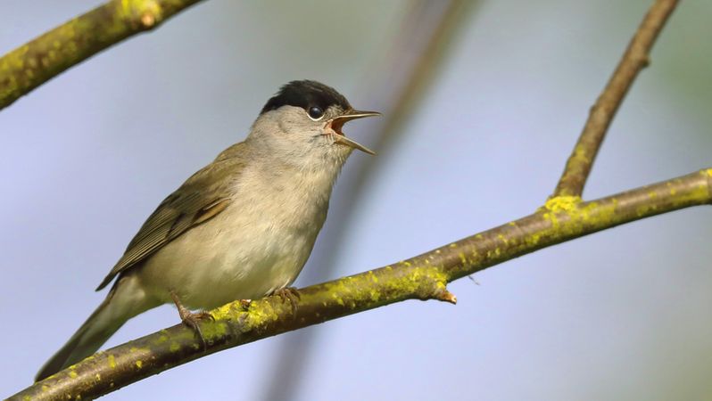 Die Vogel Sind Wieder Da Br24