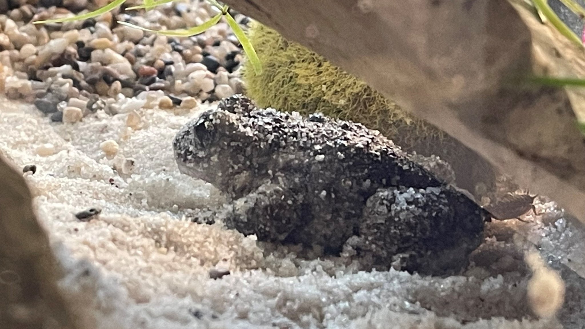 Eine Kröte sitzt in einem Terrarium. 