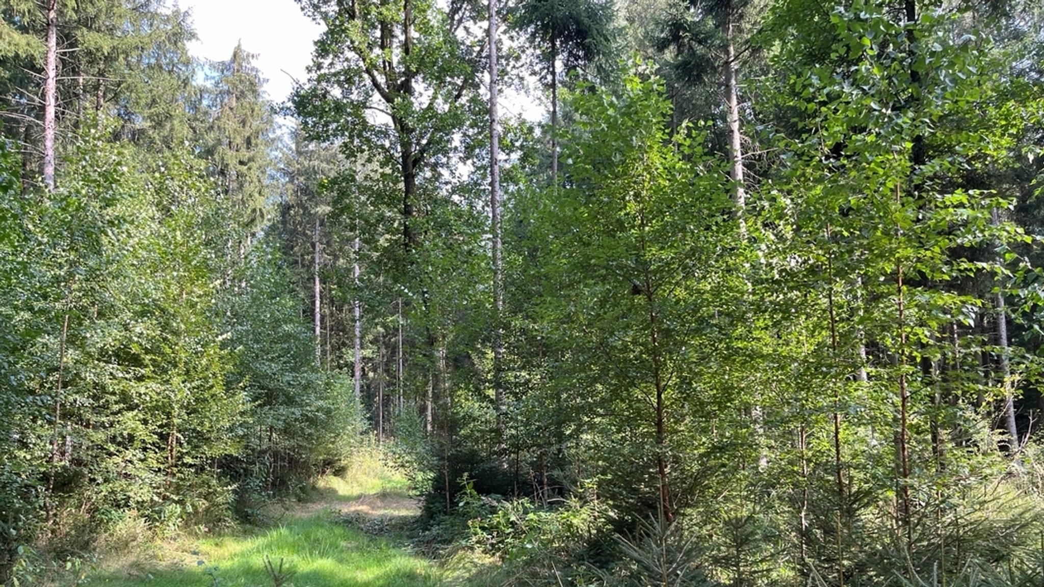 Foto zeigt den an die bereits bestehende Deponie angrenzenden Wald, der gerodet werden soll.