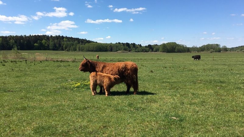 Eine schottische Highland-Kuh mit ihrem Kälbchen im Niedermoor des Naturschutzgebiets Forstmoos