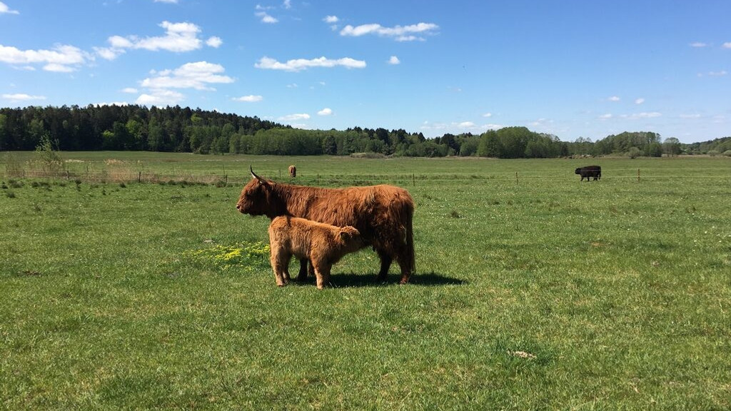 Eine schottische Highland-Kuh mit ihrem Kälbchen im Niedermoor des Naturschutzgebiets Forstmoos | Bild: BR/Susanne Pfaller Eine schottische Highland-Kuh mit ihrem Kälbchen im Niedermoor des Naturschutzgebiets Forstmoos