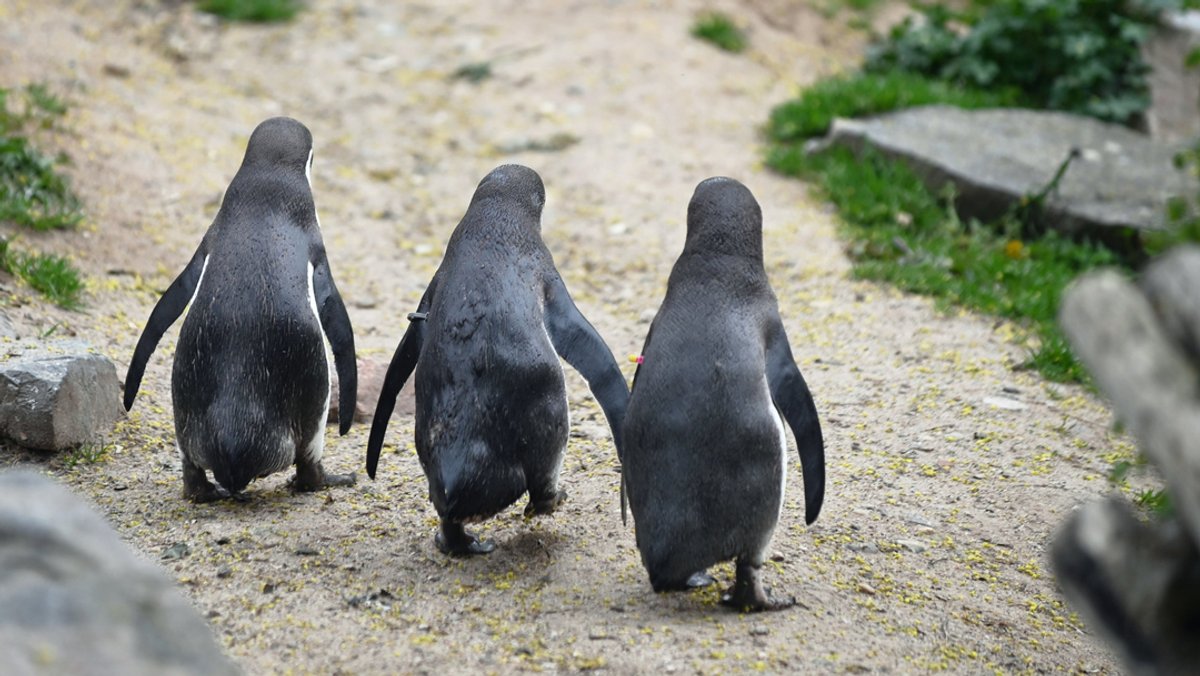 Pinguine verweigern das billigere Futter (Symbolbild)