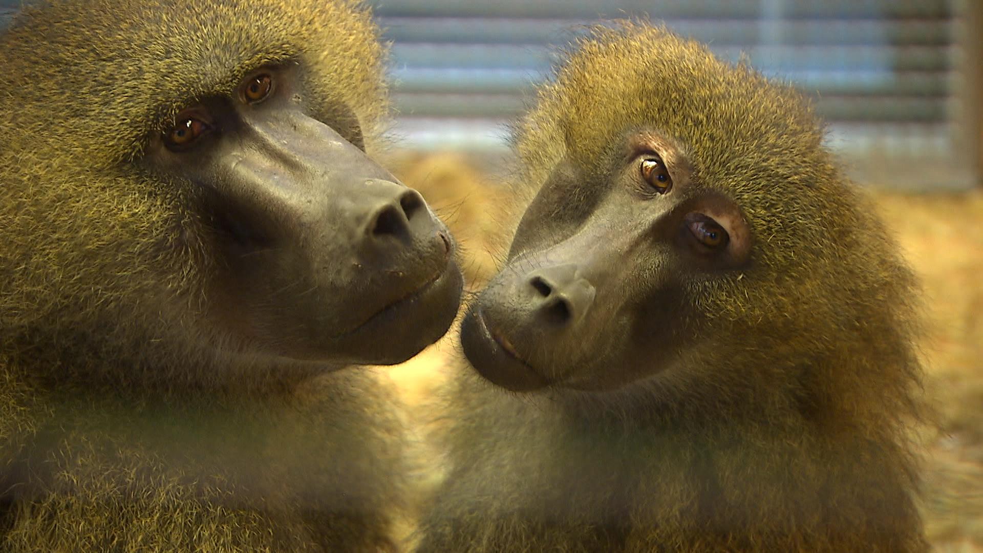 Zwei Paviane im Nürnberger Tiergarten
