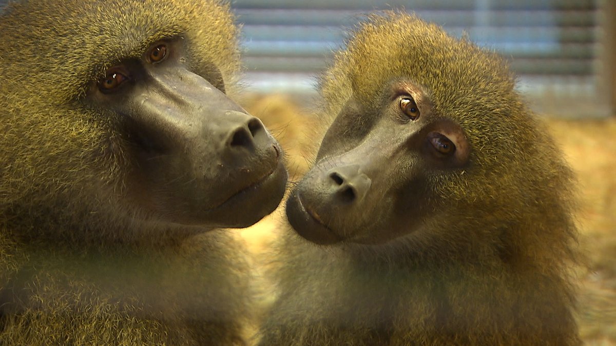 Geplante Pavian-Tötung: Nürnberger Zoo sucht rechtliche Klarheit