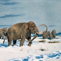 Mammut & Co - Die Megafauna der letzten Eiszeit | Bild: picture-alliance / akg-images | akg-images