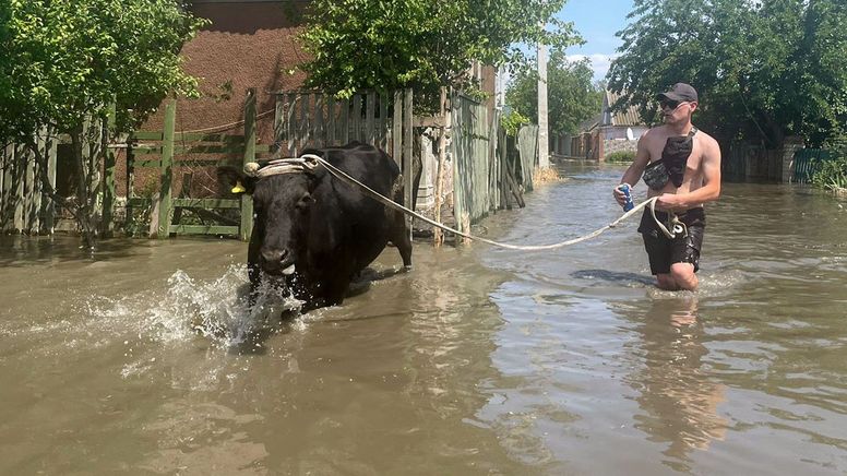 Mann führt eine Kuh durch das Hochwasser | Bild:Kyodo/Picture Alliance