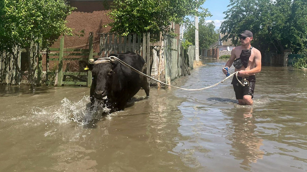 Mann führt eine Kuh durch das Hochwasser