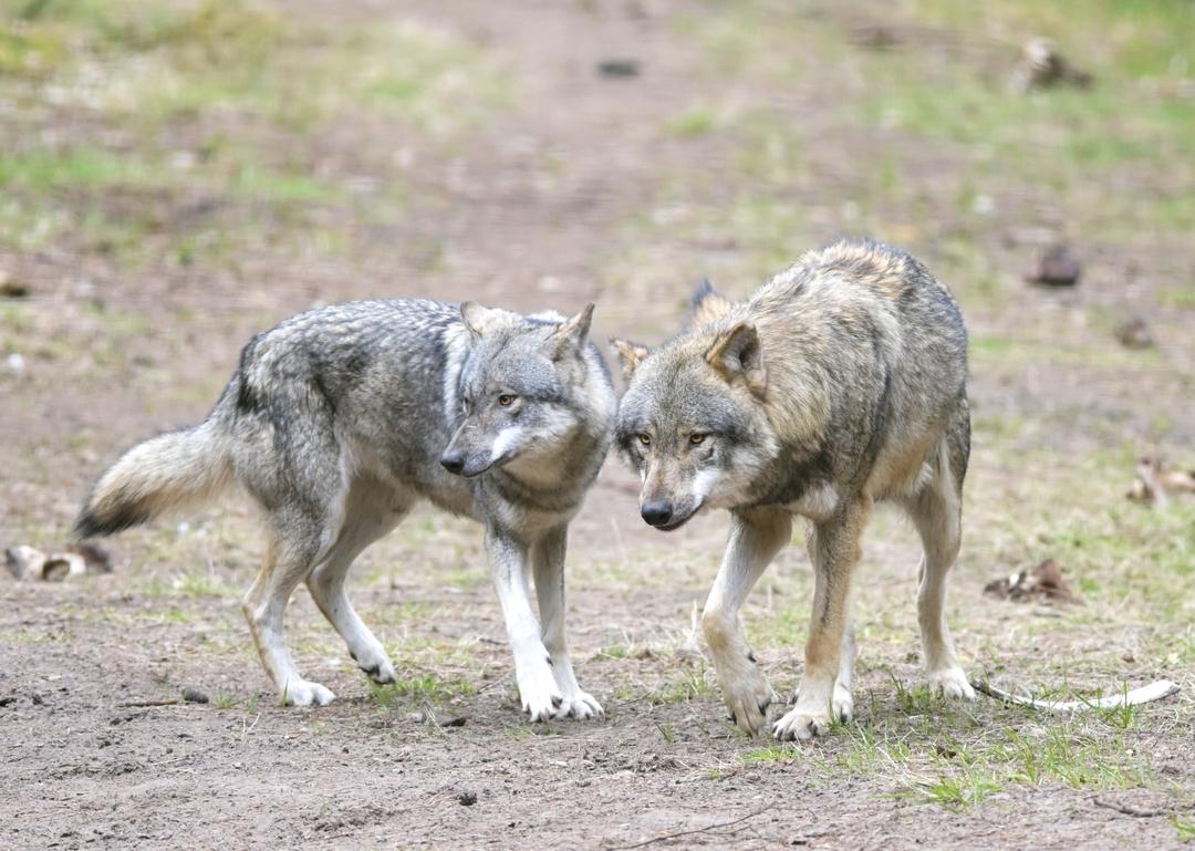 Wölfe laufen in einem Wildpark durchs Gehege. 