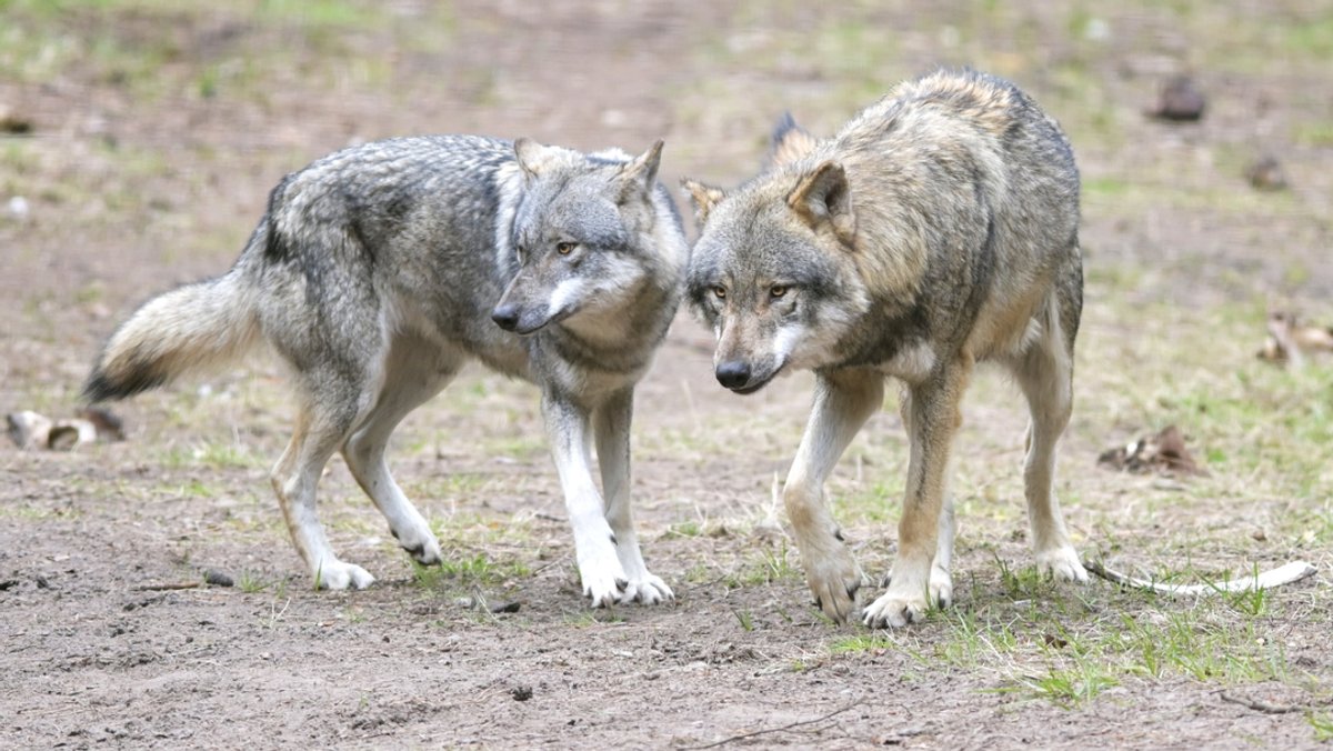 Neues standorttreues Rudel: Fichtelgebirge ist Wolfsgebiet