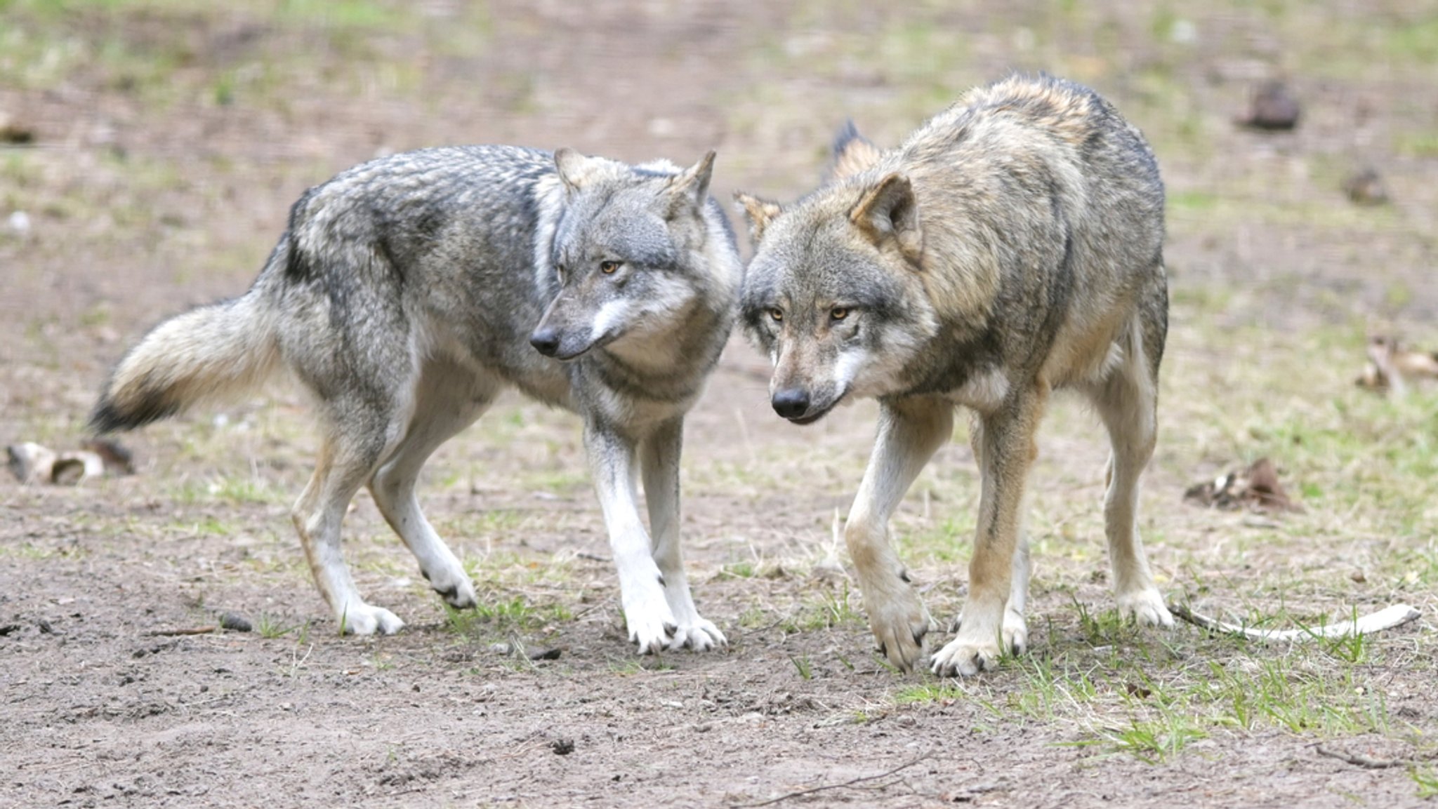 Neues standorttreues Rudel: Fichtelgebirge ist Wolfsgebiet