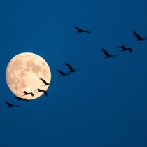 Auf Wanderschaft - Wie Zugvögel ihren Weg finden | Bild: picture-alliance/dpa