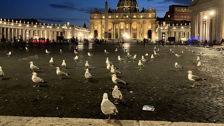 Wer abends über den Petersplatz in Rom spaziert, kann Dutzende oder gar mehr als hundert Möwen auf einmal sehen. | Bild:BR/Nikolaus Nützel