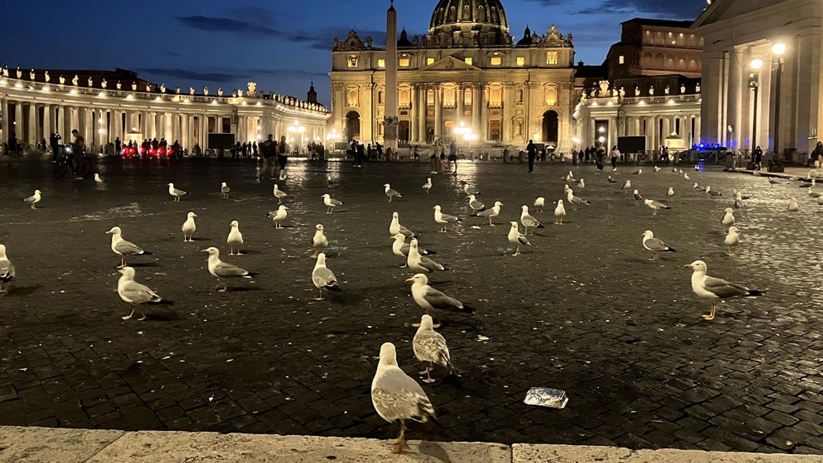 Wer abends über den Petersplatz in Rom spaziert, kann Dutzende oder gar mehr als hundert Möwen auf einmal sehen.