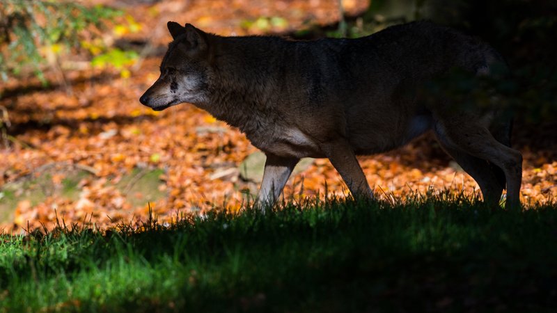 Ein Wolf im Tierfreigehege im Nationalpark Bayerischer Wald