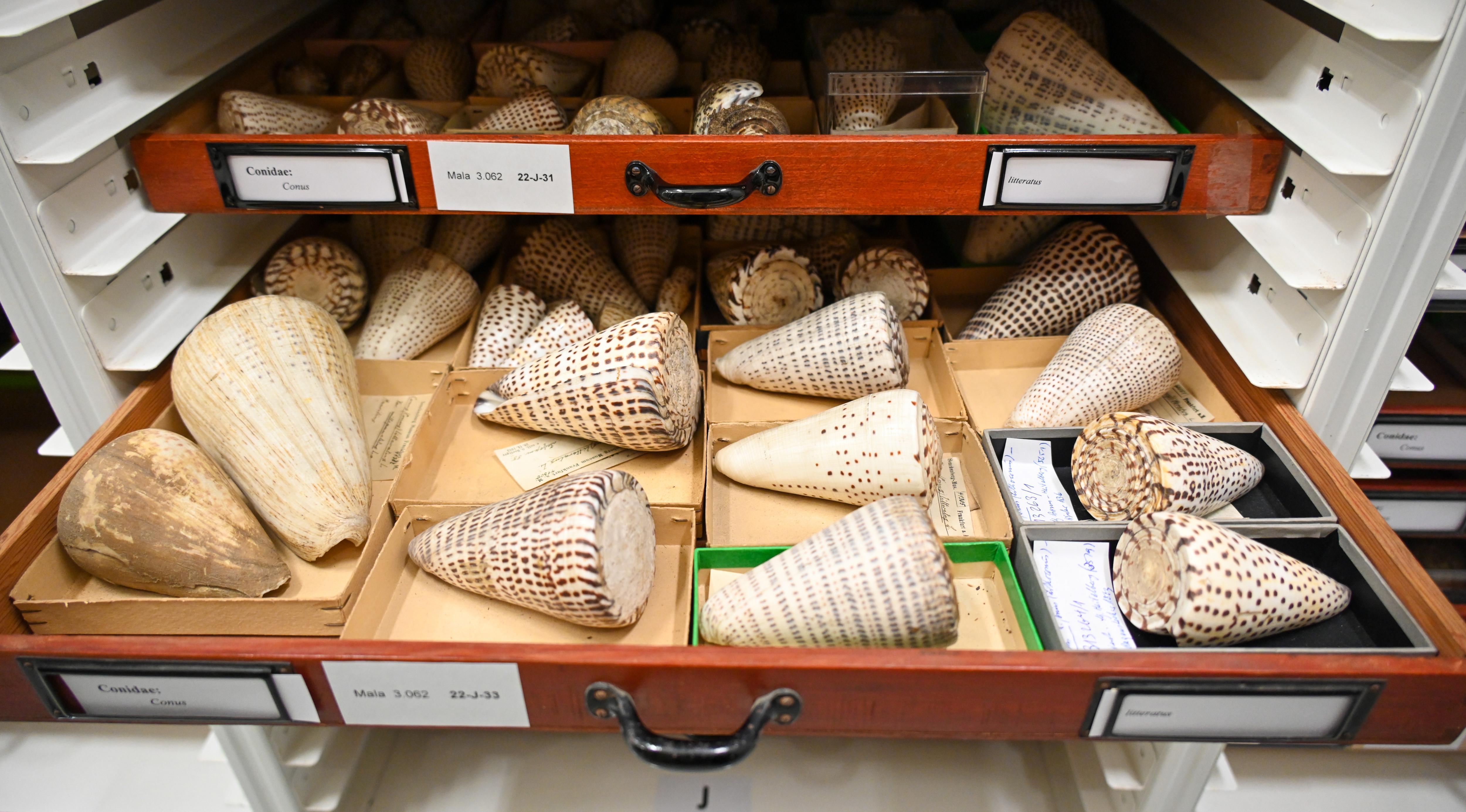 Die Kegelschneckenart Conus lugubris ist laut Weltnaturschutzunion IUCN ausgestorben. Kegelschnecken sind Meeresschnecken mit prächtigen Gehäusen.