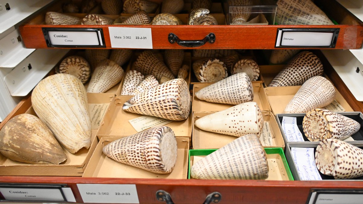 Die Kegelschneckenart Conus lugubris ist laut Weltnaturschutzunion IUCN ausgestorben. Kegelschnecken sind Meeresschnecken mit prächtigen Gehäusen. | Bild: Senckenberg Ocean Species Alliance (SOSA) Die Kegelschneckenart Conus lugubris ist laut Weltnaturschutzunion IUCN ausgestorben. Kegelschnecken sind Meeresschnecken mit prächtigen Gehäusen.