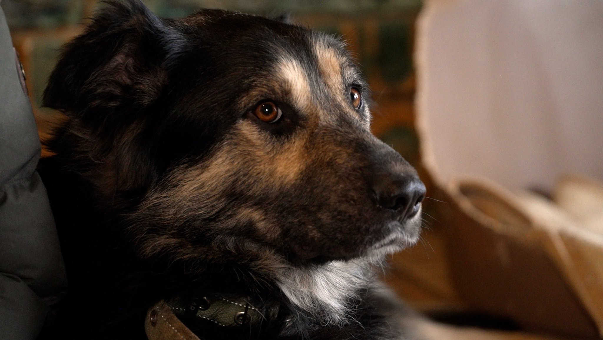 Nahaufnahme eines Hundes mit braunen Augen.