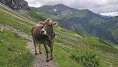 Ein junges Rind auf einer Alpe (Symbolbild) | Bild:picture alliance / blickwinkel/W. G. Allgoewer