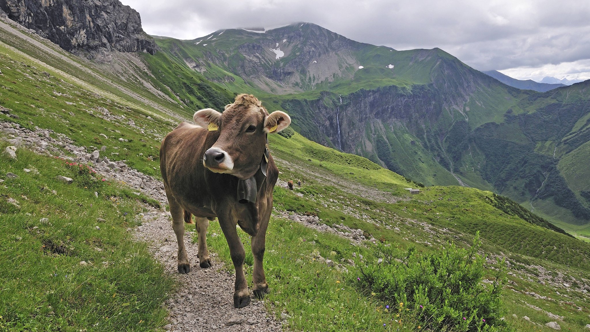 Die Alpwirtschaft im Allgäu - mit Höhen und Tiefen