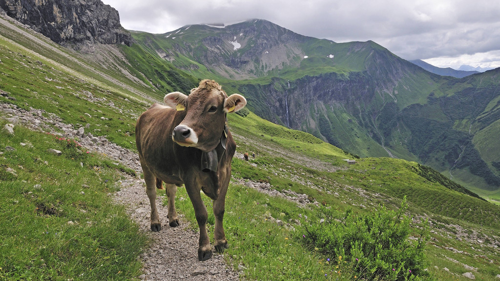 Ein junges Rind auf einer Alpe (Symbolbild)