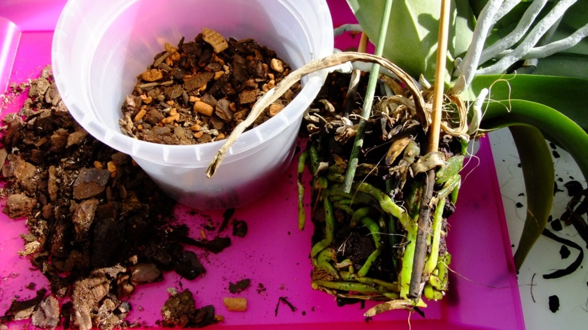 Plastiktopf mit Substrat, daneben eine liegende Orchidee, die aus dem Topf gehoben wurde