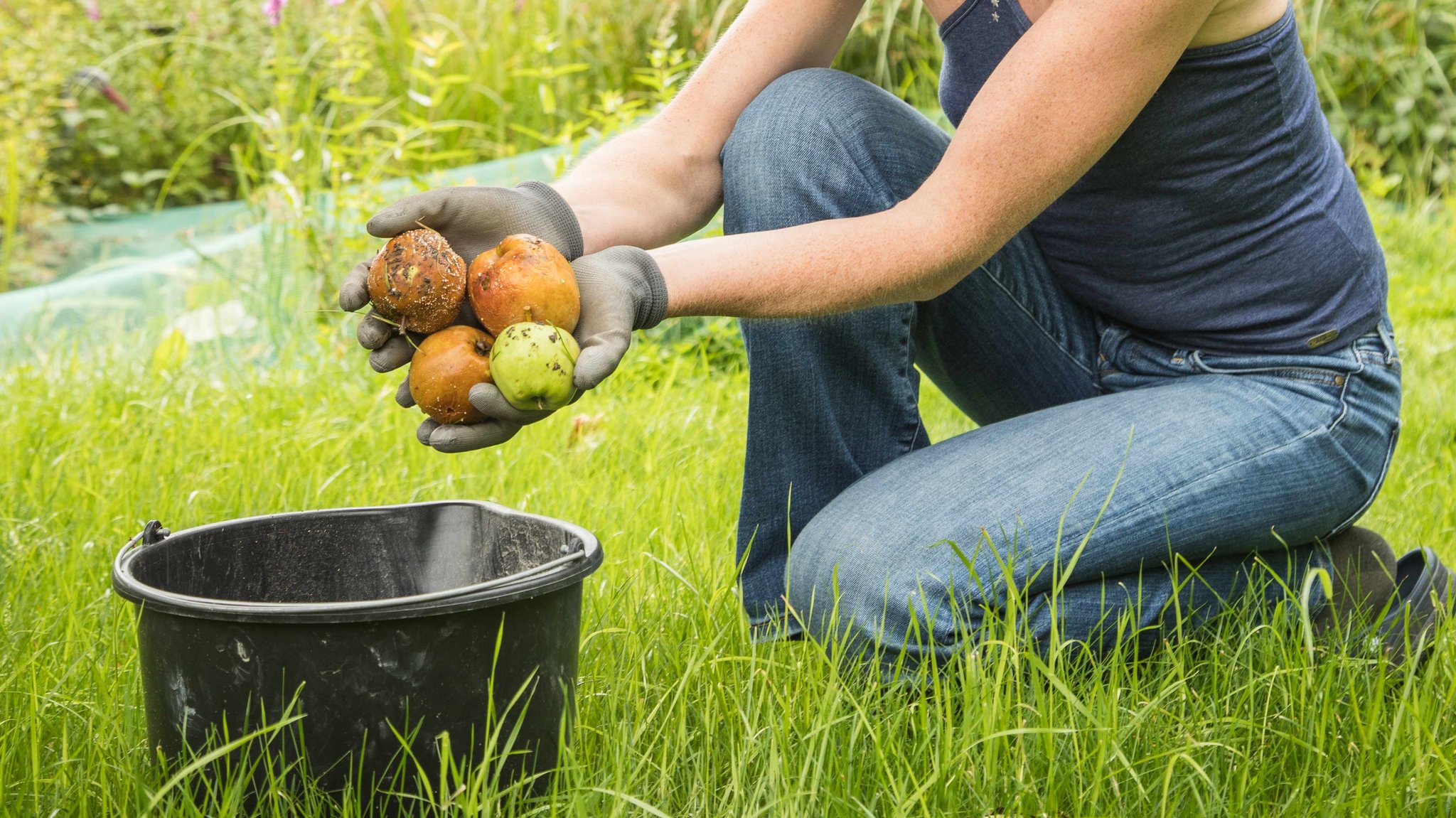 Frau im Garten hat Fallobst in der Hand, was sie in einen Eimer füllt